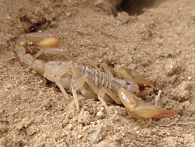 Scorpion, probably Vaejovis species.