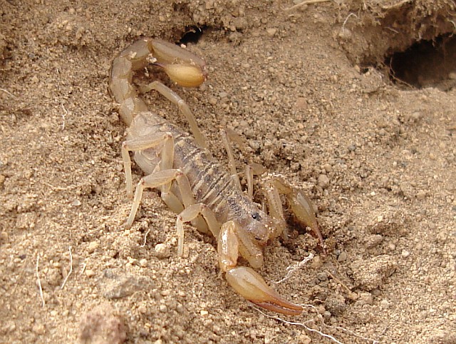 Scorpion, probably Vaejovis species.