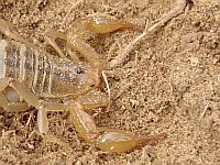 Sideview of a yellow colored scorpion