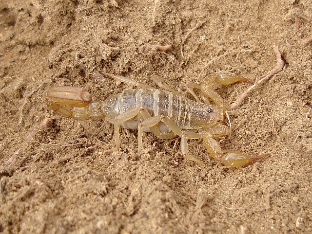 Vaejovis species.