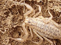 Top view of a scorpion