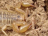Sideview of a yellow scorpion