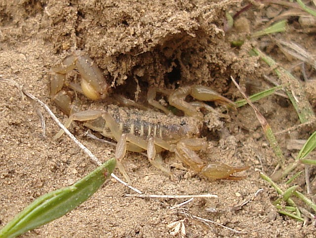 Scorpion, probably Vaejovis species.