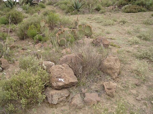 Habitat of the scorpions we had found so far.