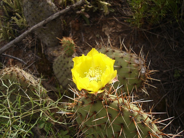 The yellow flower of a cactus (Opuntia species).