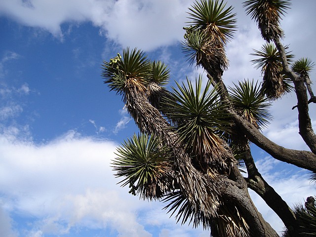 Yucca trees against a blue sky.