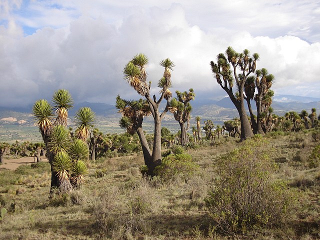 Yucca trees. In the distance, La Gloria.