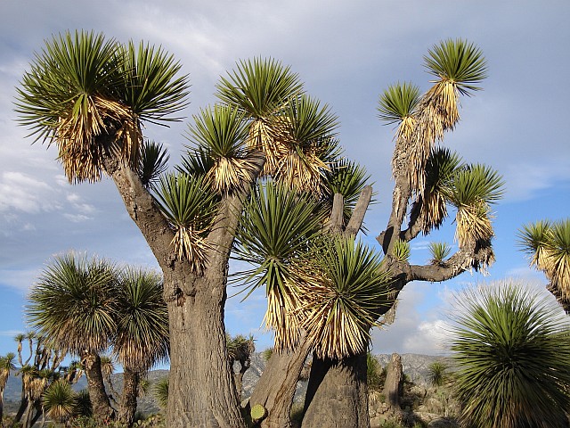 Yucca trees.