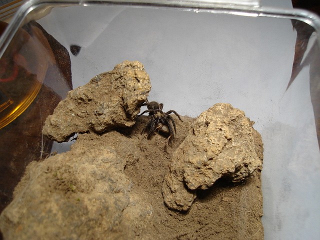 Small tarantula eating a house cricket.