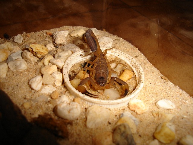 Scorpion (Centruroides flavopictus) resting in its water dish.