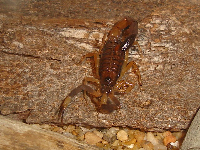 Scorpion "sucking" on its pedipalp (claw, pincher).
