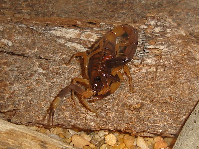 Scorpion stroking itself with its tail.