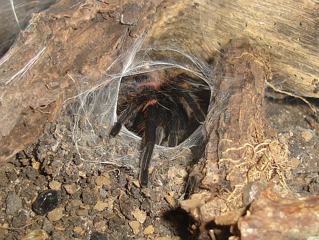 Close-up of the tarantula in its burrow.