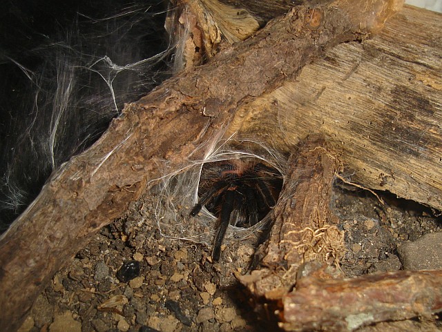 Tarantula in its burrow.