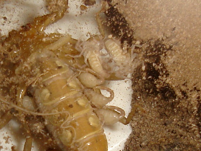 Baby Scorpion Pictures