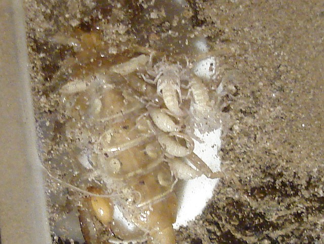Vaejovis sp. with baby scorpions.