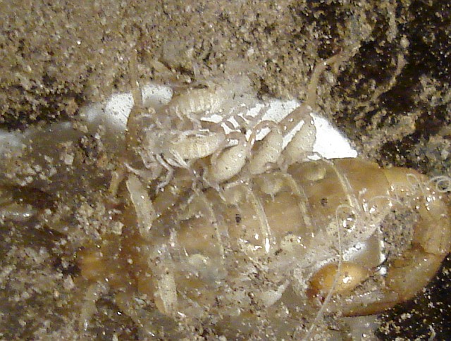 Vaejovis sp. with baby scorpions.