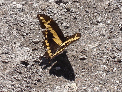A butterfly on a road in the town of Coacoatzintla.