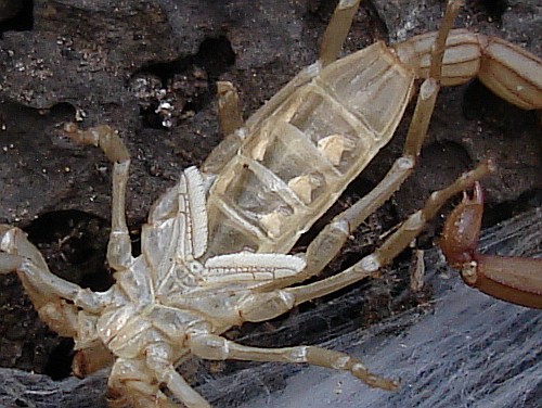 Close-up of the scorpion exuvia, notice the SAT.