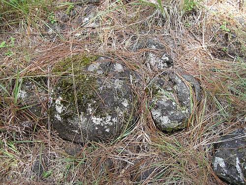 Centruroides gracilis habitat, volcanic rock in a pine forest.