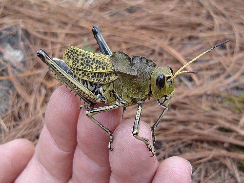 A large grasshopper on my finger tips.