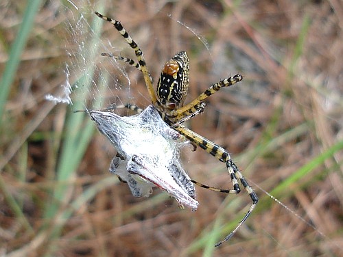 Orb weaver, Argiope sp., female with prey.
