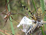 Orb weaver spider pair close together