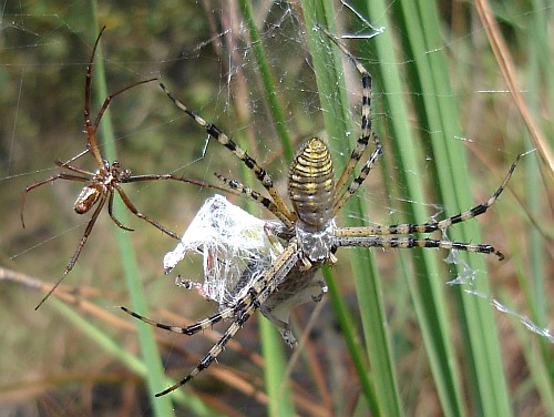 Male (left) and female (right) orb weaver spider (Argiope species).