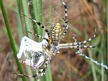 Argiope species male and female