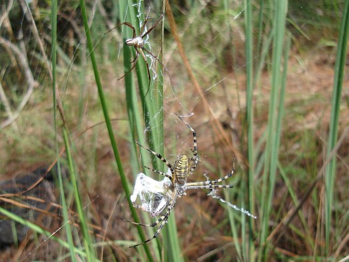 Male (top) and female (bottom) orb weaver spider (Argiope species).