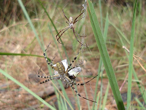 Male (top) and female (bottom) orb weaver spider (Argiope species).