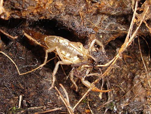 Underside of a scorpion exuvia, probably belonging to Centruroides gracilis.