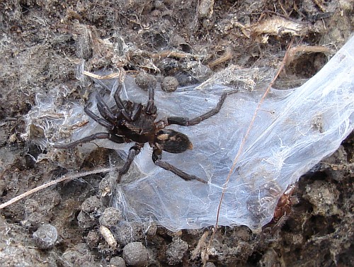 A small tarantula on top of its burrow under a stone.