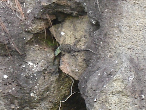 Spiny lizard (Sceloporus species).