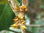A yellow colored Spinybacked orb weaver