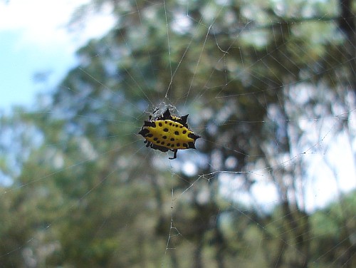 A yellow colored spinybacked orb weaver (Gasteracantha species)