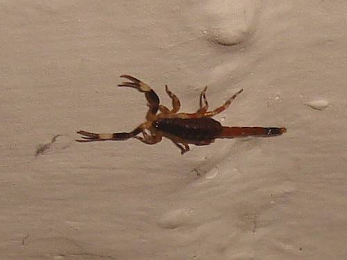 Juvenile Centruroides flavopictus walking on the ceiling.