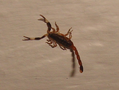 Juvenile Centruroides flavopictus walking on the ceiling.