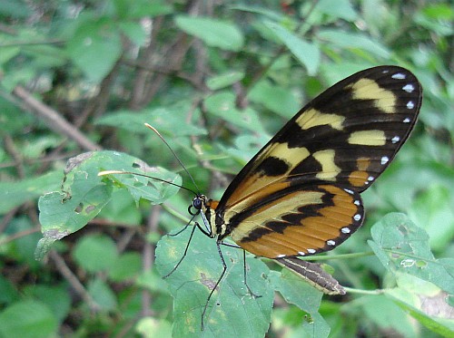 Longwing butterfly resting (Heliconius species).