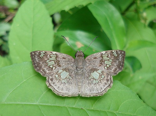 A butterfly resting on a leaf.