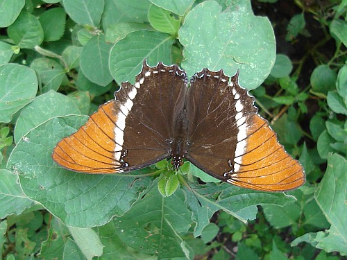 Butterfly resting on a leaf.