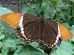 Dorsal view of a Rusty-tipped Page butterfly
