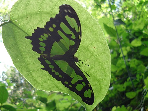 Butterfly resting underneath a leaf.