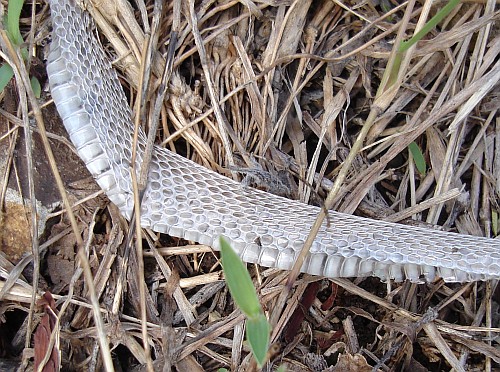 Close-up of a shed snakeskin.