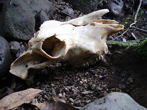 The skull of a cow in a dry riverbed.