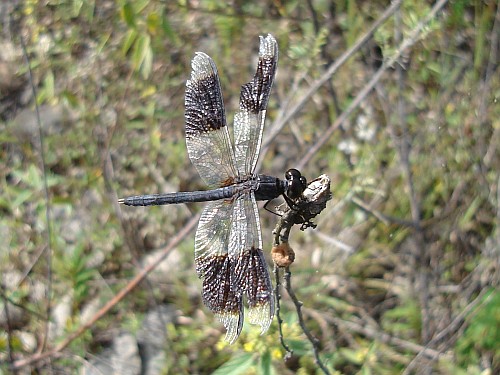 Dragonfly resting.