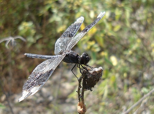 Dragonfly resting.