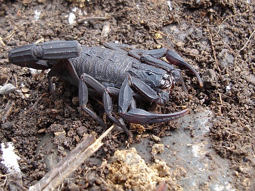 Female Centruroides gracilis.