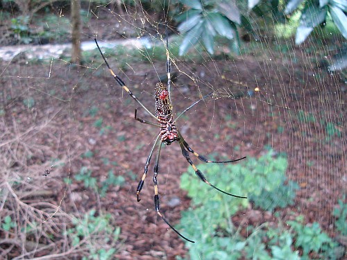 A female Golden Silk spider (Nephila clavipes).