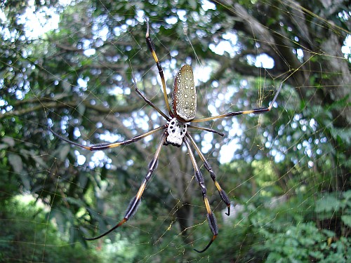 Female Nephila clavipes (Golden silk orb-weaver).